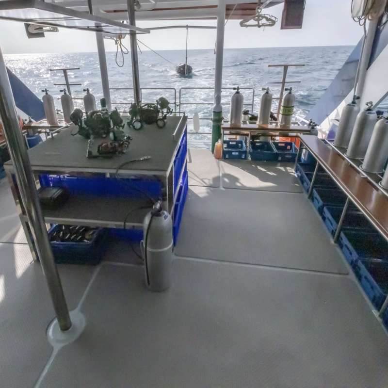 Blue Dolphin