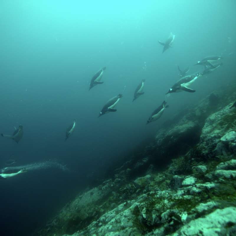 Janssonius