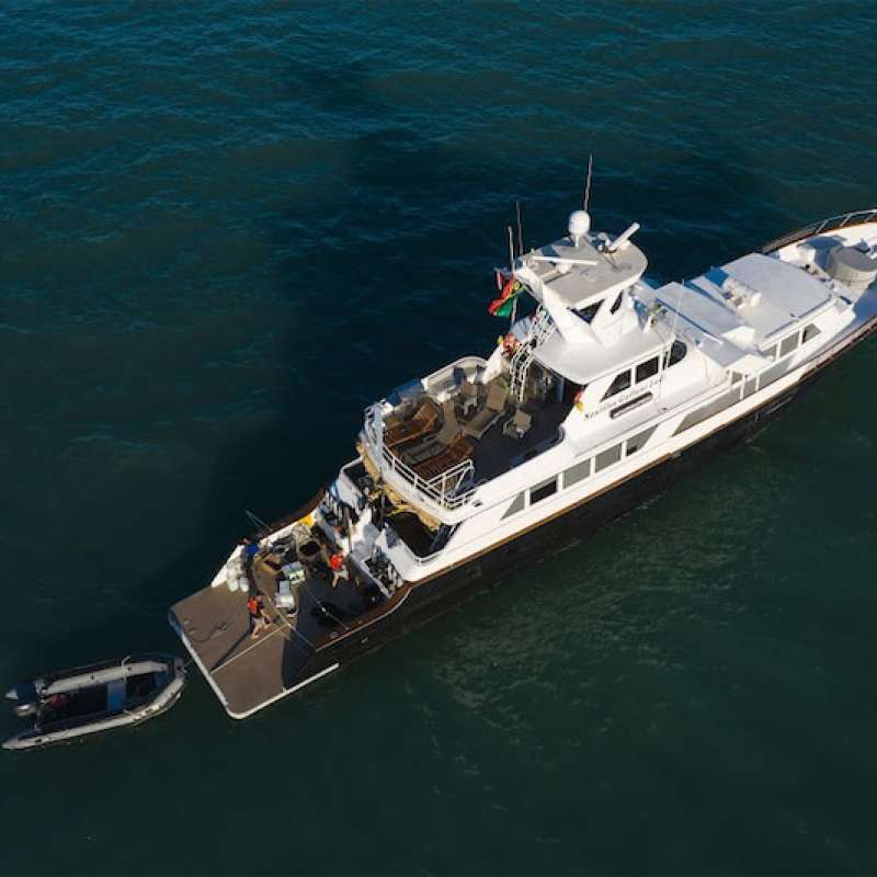 Nautilus Gallant Lady