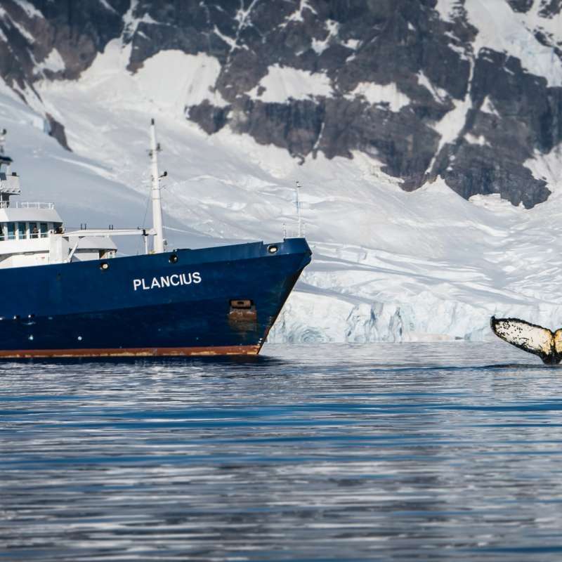Plancius