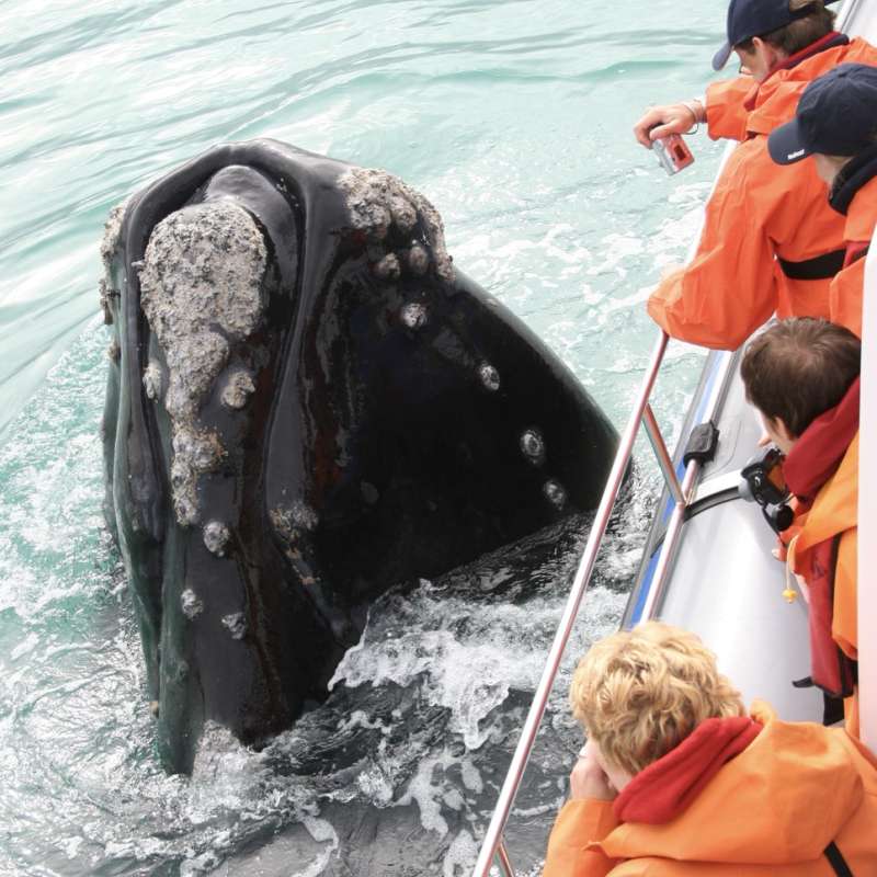 Marine Dynamics