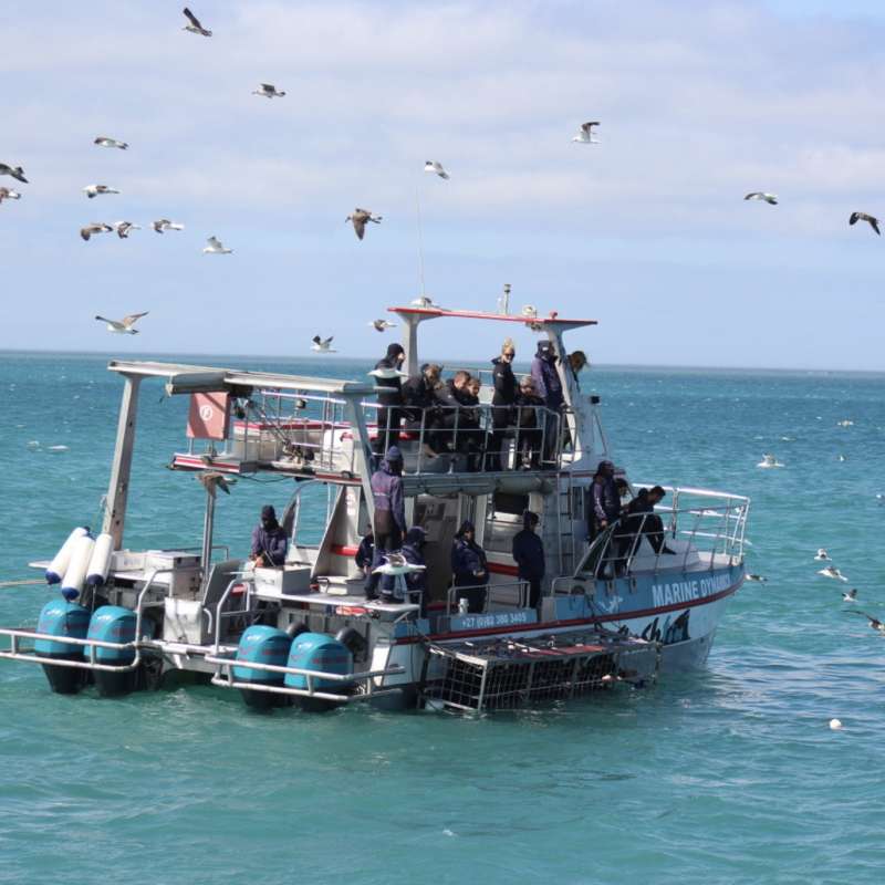 Marine Dynamics