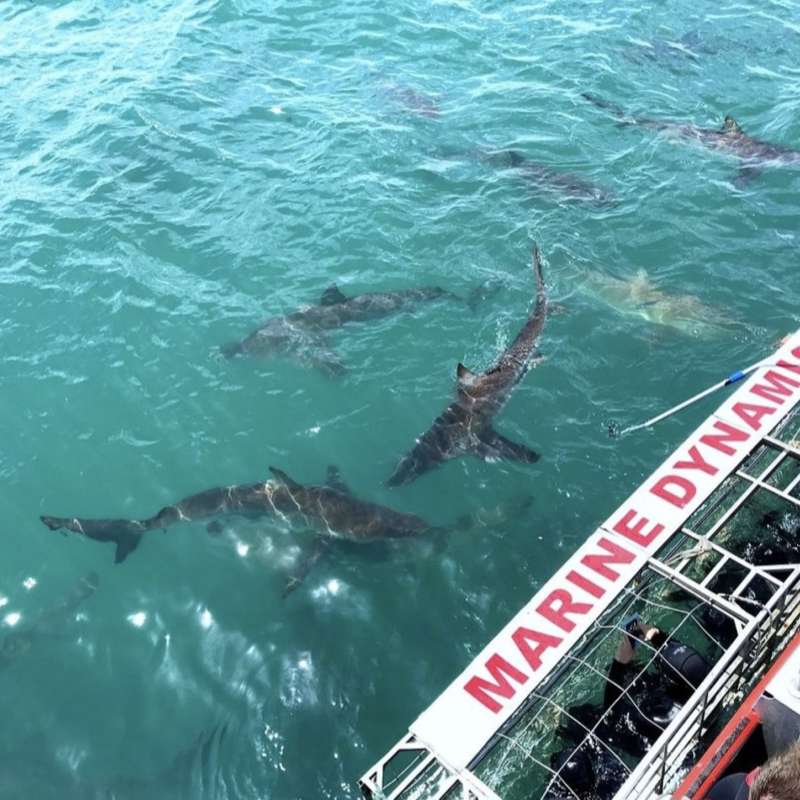 Marine Dynamics