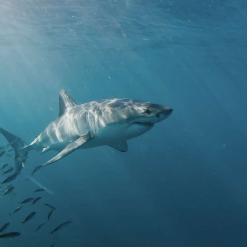 Marine Dynamics