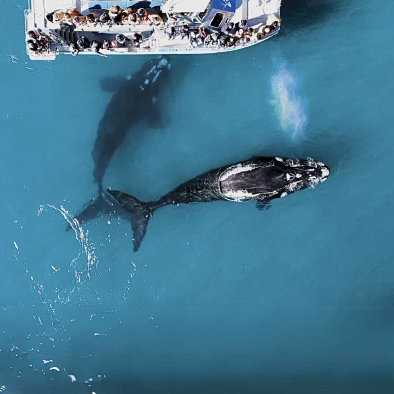 Marine Dynamics