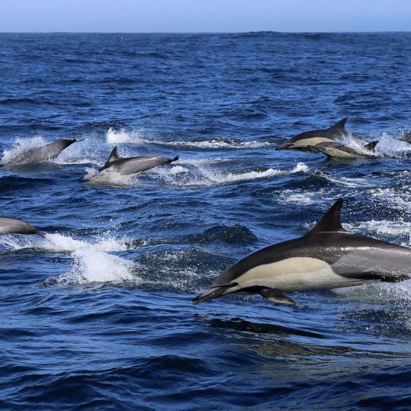 Marine Dynamics