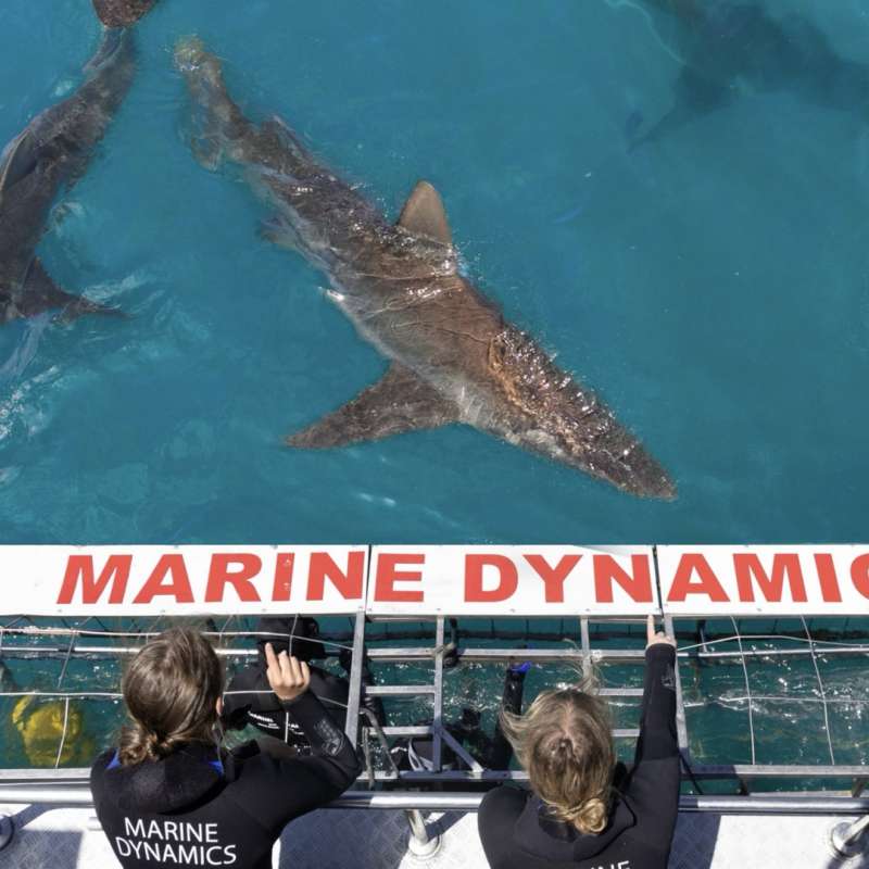 Marine Dynamics