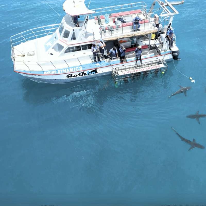 Marine Dynamics